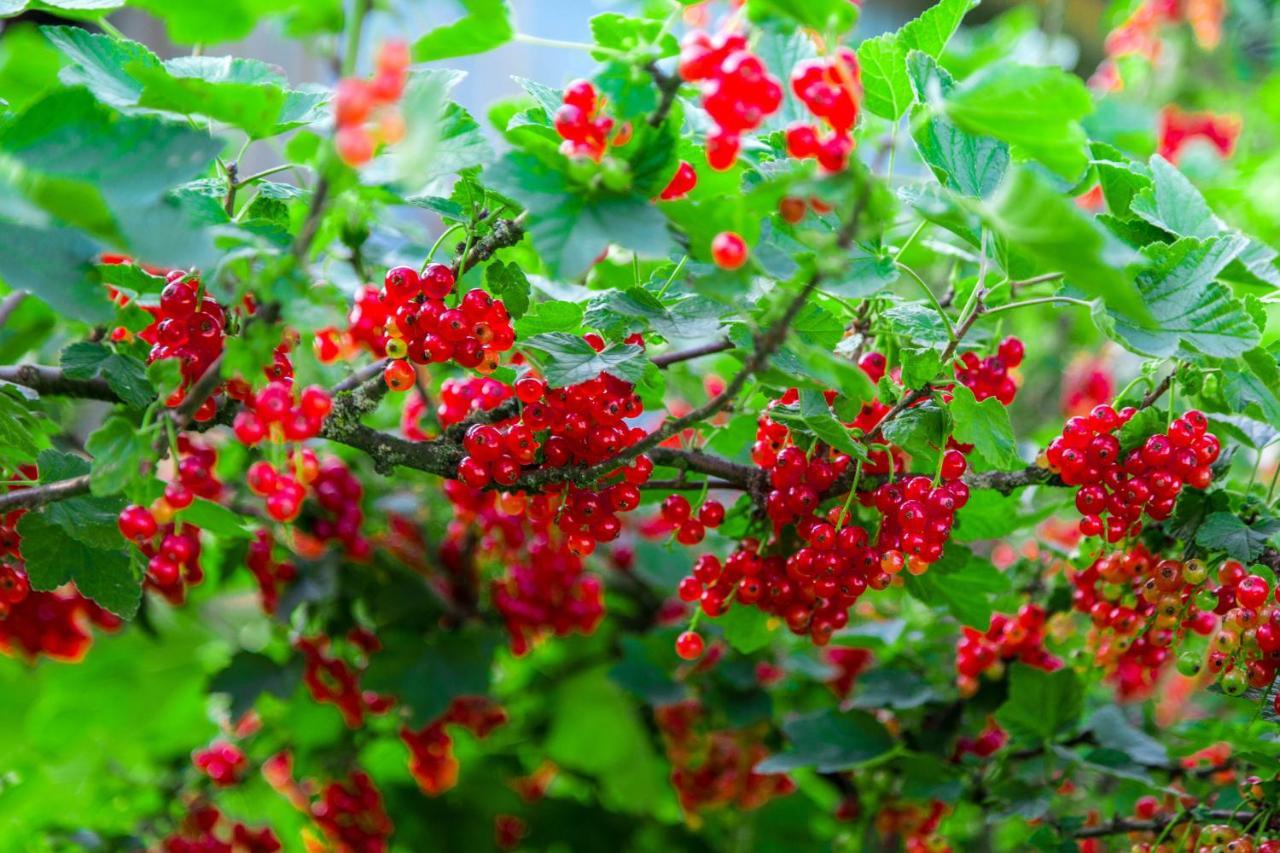 Agroturystyka Sikorki Lubomierz  エクステリア 写真