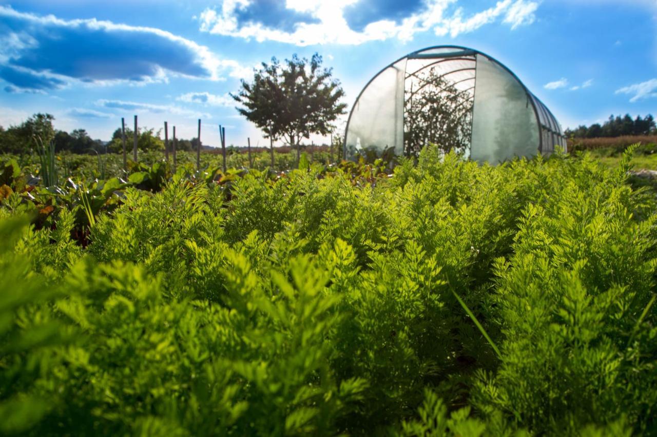 Agroturystyka Sikorki Lubomierz  エクステリア 写真